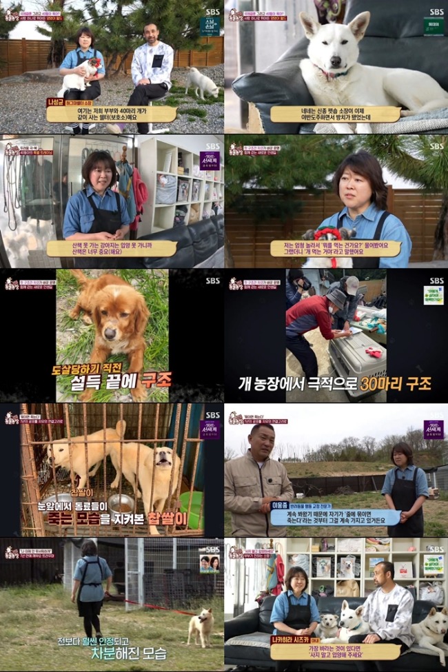 TV 동물농장 1272회 개농장 기억에 멈춘 찹쌀이→목줄 훈련 첫걸음