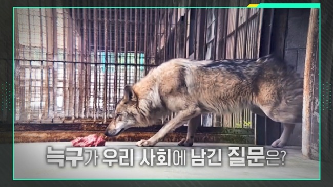 이슈 픽 쌤과 함께 282회 늑구 탈출 그 후 – 인간과 야생, 그 공존의 미래는?