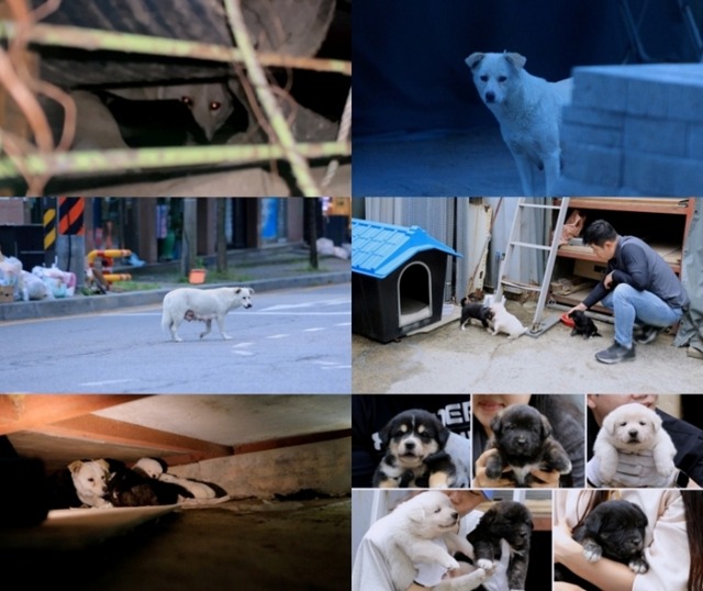 세상에 나쁜 개는 없다 419화 철물점 셋방살이, 백구와 6남매