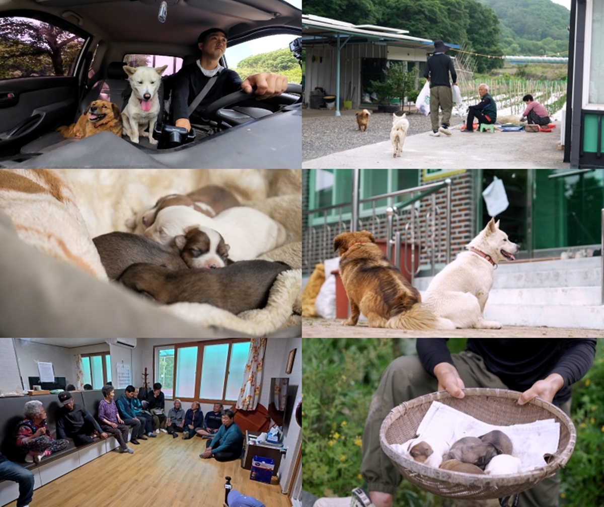 세상에 나쁜 개는 없다 420화 청년 이장님네 개들의 이중생활