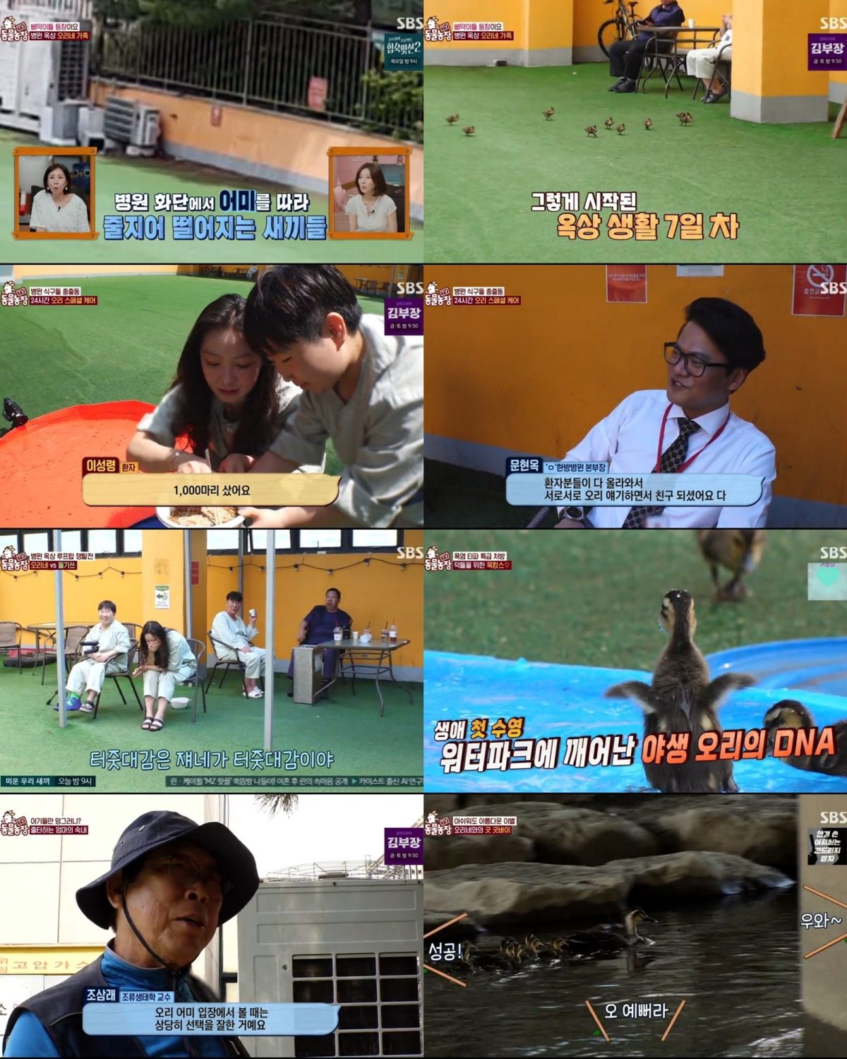 TV 동물농장 1279회 병원 옥상 오리 가족 이소 대작전